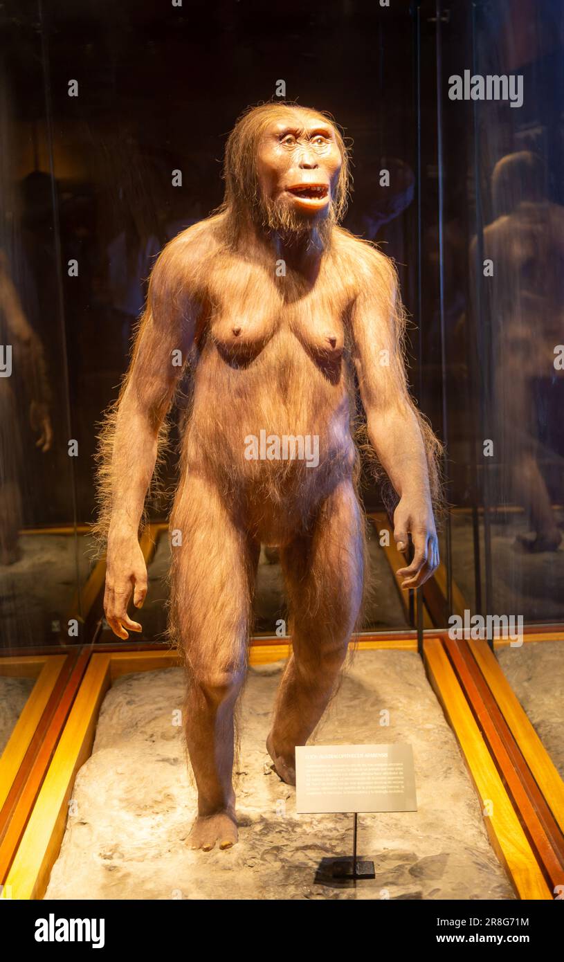 Rekonstruktion von Lucy, einer Hominiden, die 3,2 Millionen Jahre gelebt hat, Australopithecus afarensis, Nationalmuseum für Anthropologie, Mexiko-Stadt, Mexiko Stockfoto