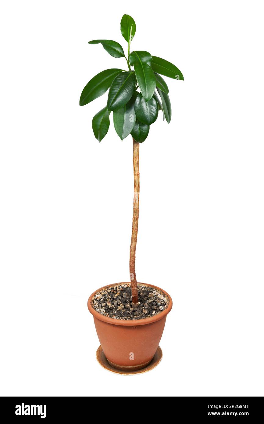 Ficus elastica, Zimmerpflanze in einem Topf auf weißem Hintergrund Stockfoto