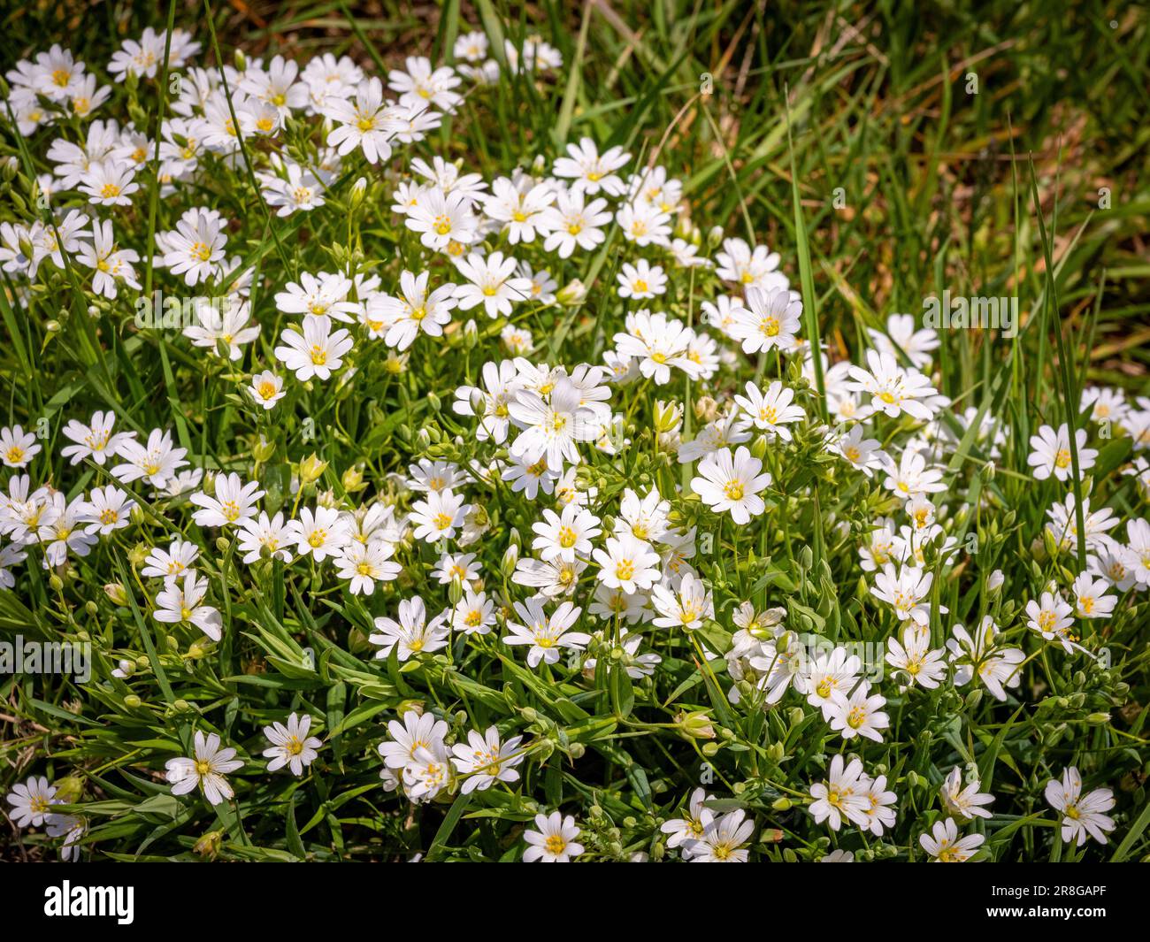 Die weißen Blüten der Stellaria Holostea, gemeinhin als größere Nähkraut bezeichnet, die in einer Hecke in North Yorkshire wachsen. UK Stockfoto