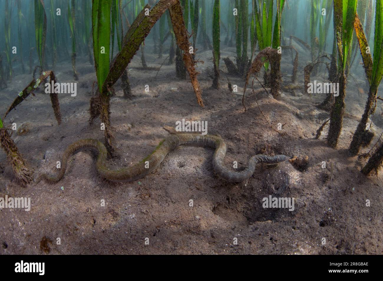 Eine Marineschlange, Acrochordus granulatus, gleitet über den schlammigen Meeresboden in einem indonesischen Seegrasbett. Die Art ist vollkommen aquatisch. Stockfoto