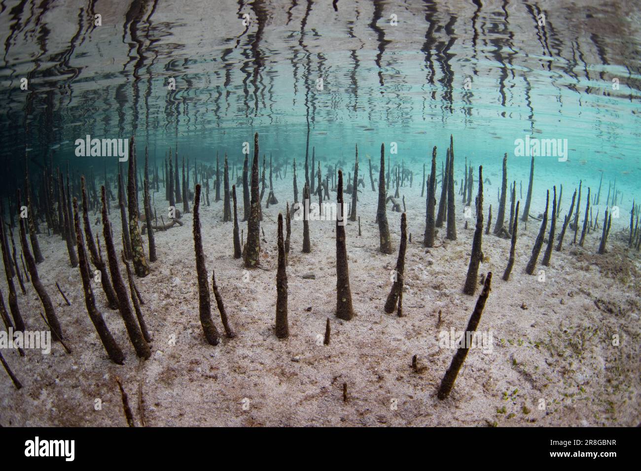 Schwarze Mangrovenpneumatophore, die in Arten wie Avicenna germinans und Laguncularia racemosa vorkommen, erheben sich aus unterirdischen Wurzeln. Stockfoto