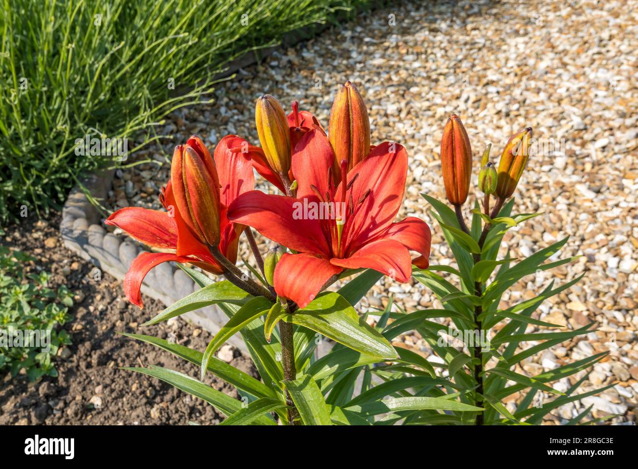 Feuere Lily in Blume Stockfoto