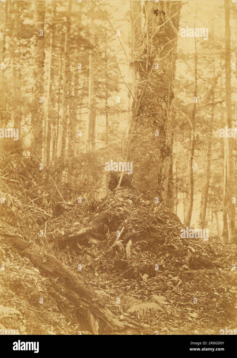 Unbenannt aus dem Portfolio The Forest: Adirondack Woods 1859 von William James Stillman, geboren in Schenectady, NY 1828, gestorben in Surrey, England 1901 Stockfoto