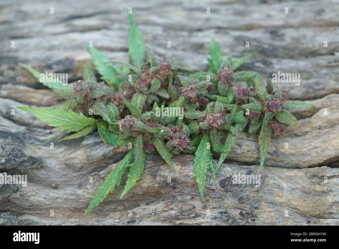 Nahaufnahme einer blühenden Cannabispflanze auf Holz Stockfoto