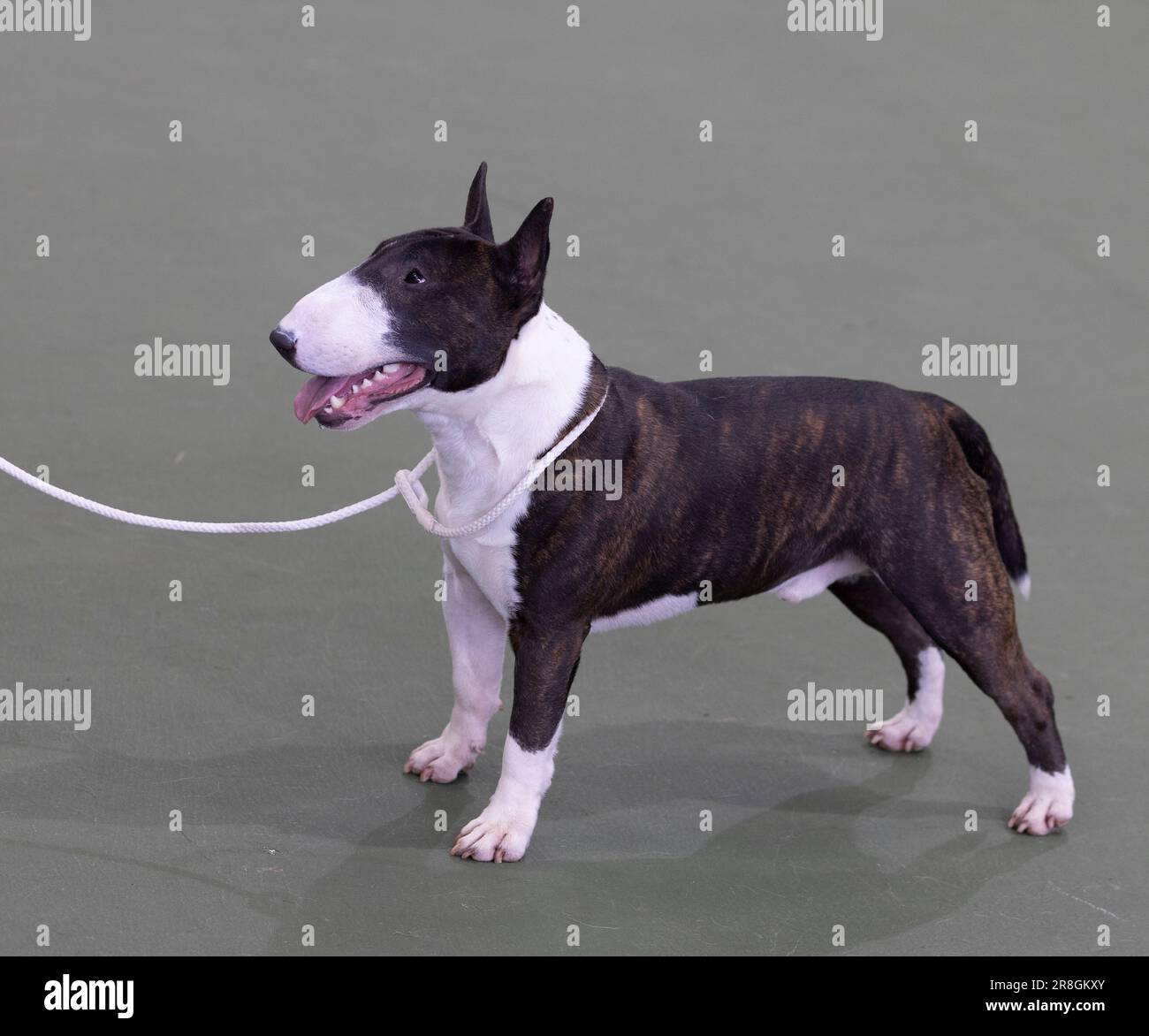Ein Miniatur-Bull-Terrier auf der UK Vulnerable Breed Show Stockfoto