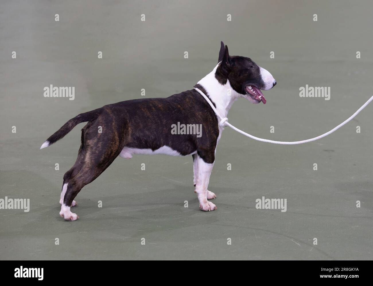 Ein Miniatur-Bull-Terrier auf der UK Vulnerable Breed Show Stockfoto