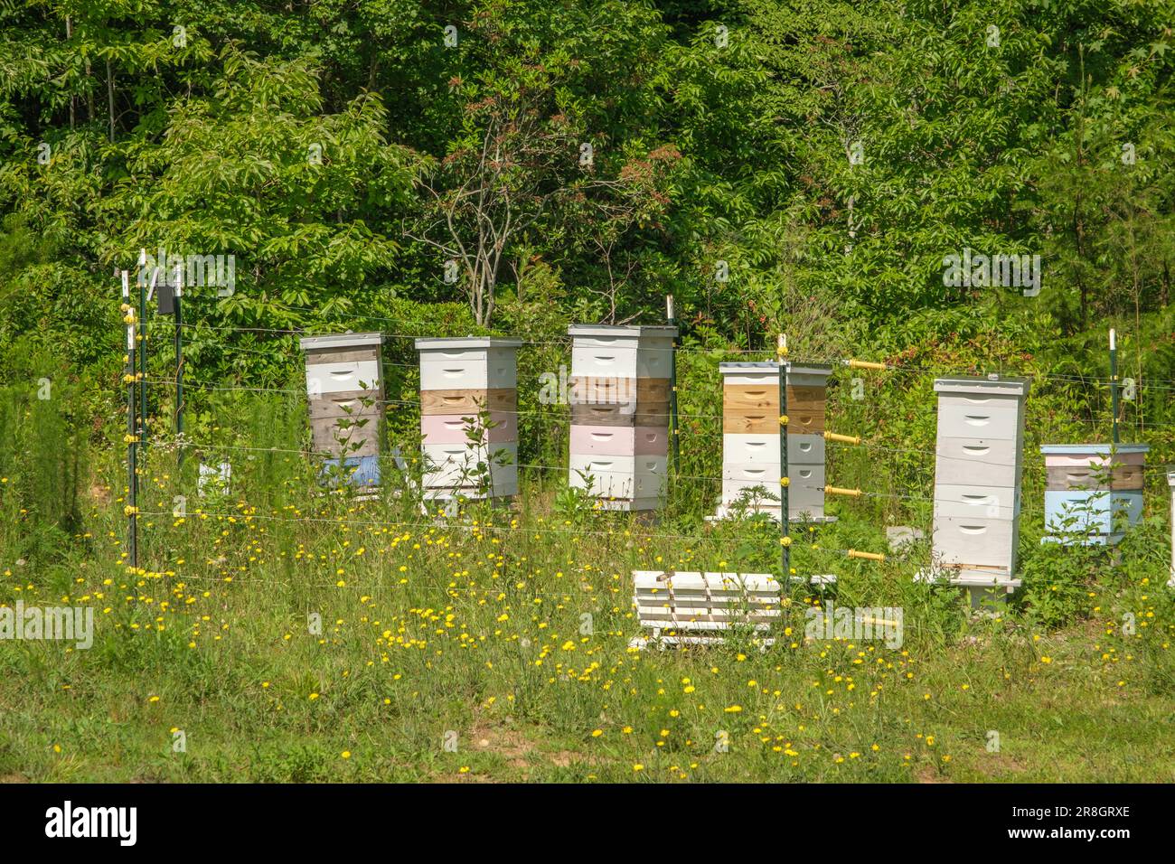 Bienenstockkisten auf einem Blumenfeld Stockfoto