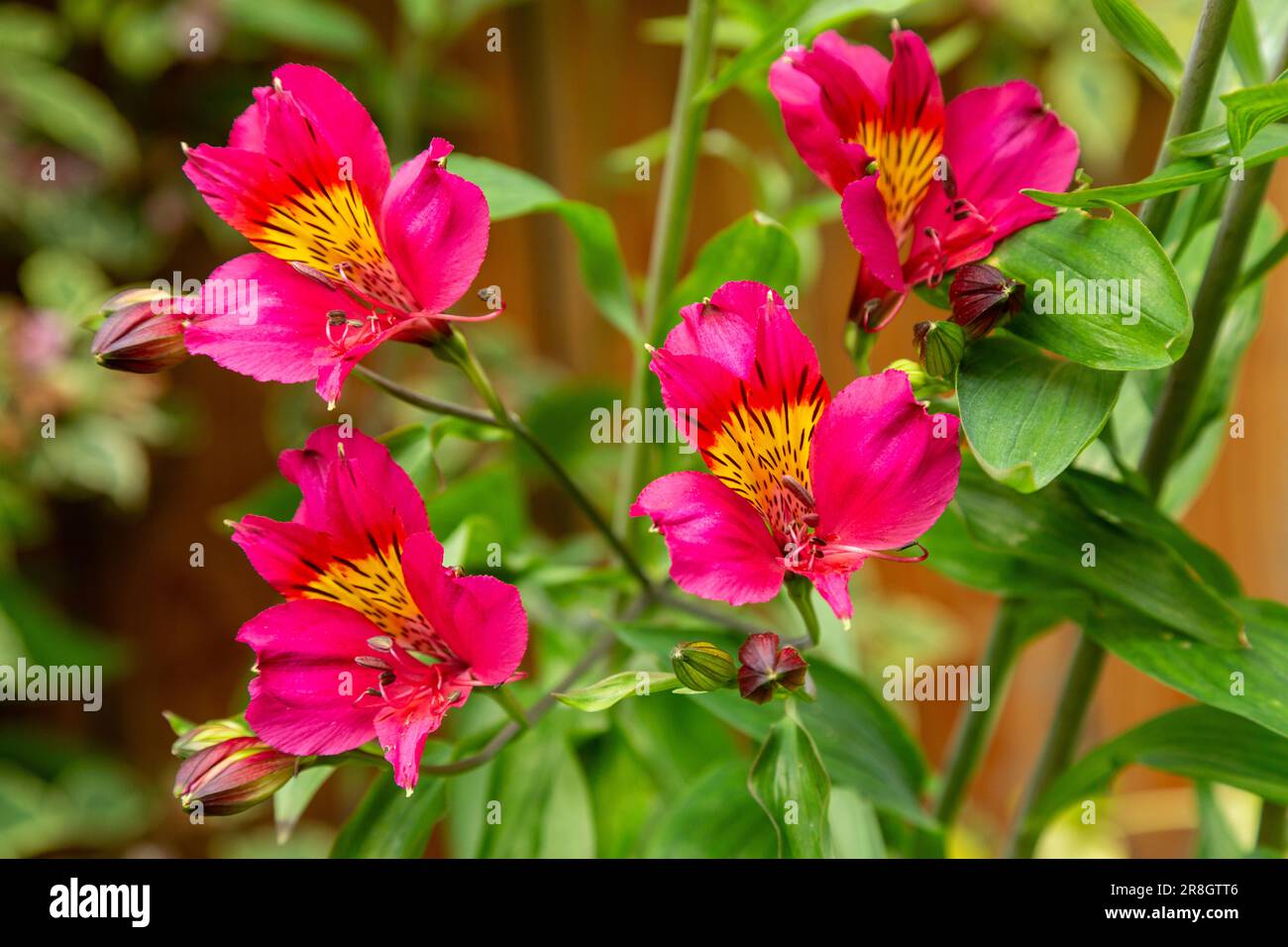 Leuchtend orange/rot gefärbte Alstroemeria-Blüten, gemeinhin als peruanische Lilie oder Lilie der Inkas bezeichnet Stockfoto