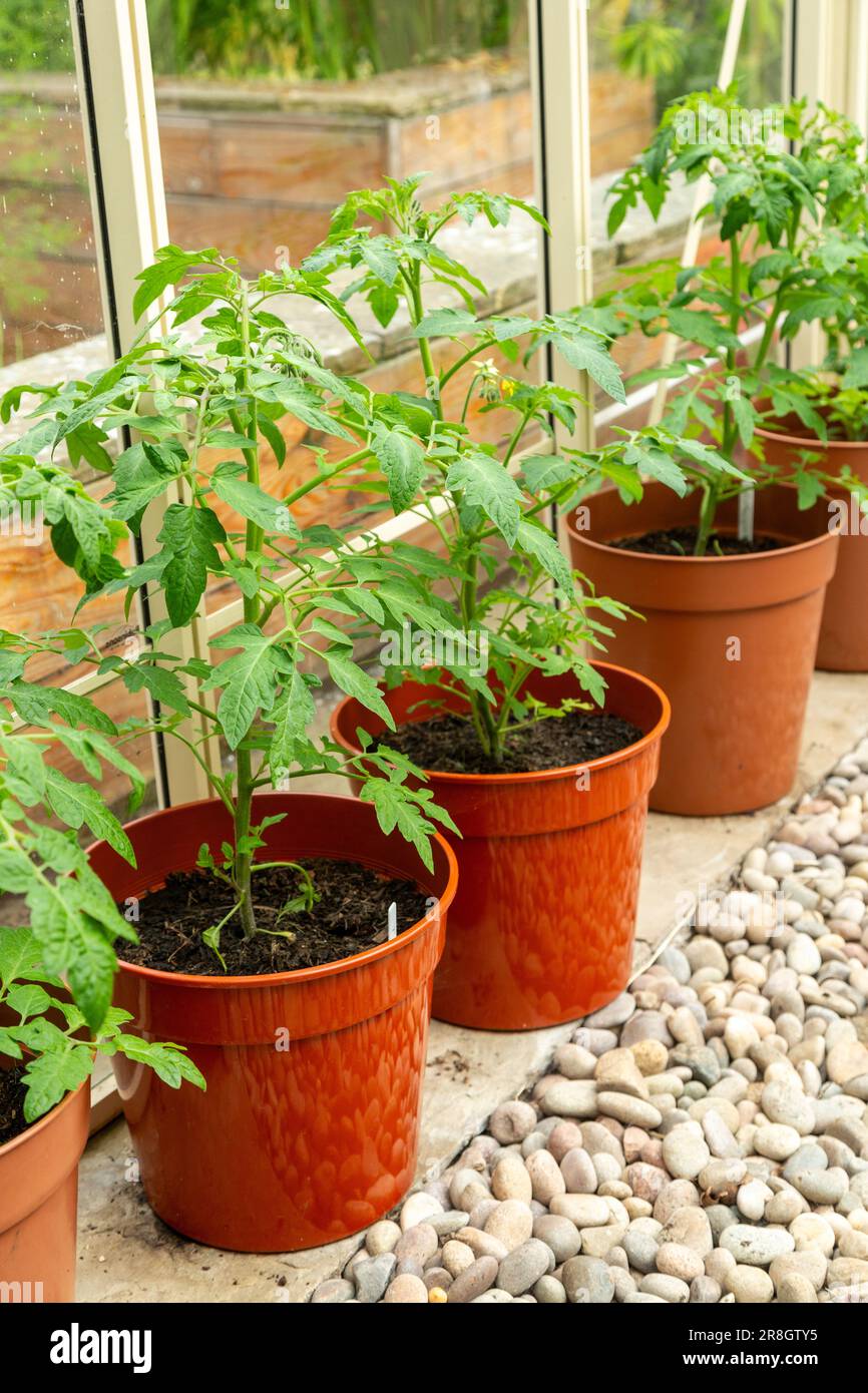 Tomatenpflanzen werden in braunen Kunststofftöpfen in einem Gewächshaus in Schottland angebaut Stockfoto