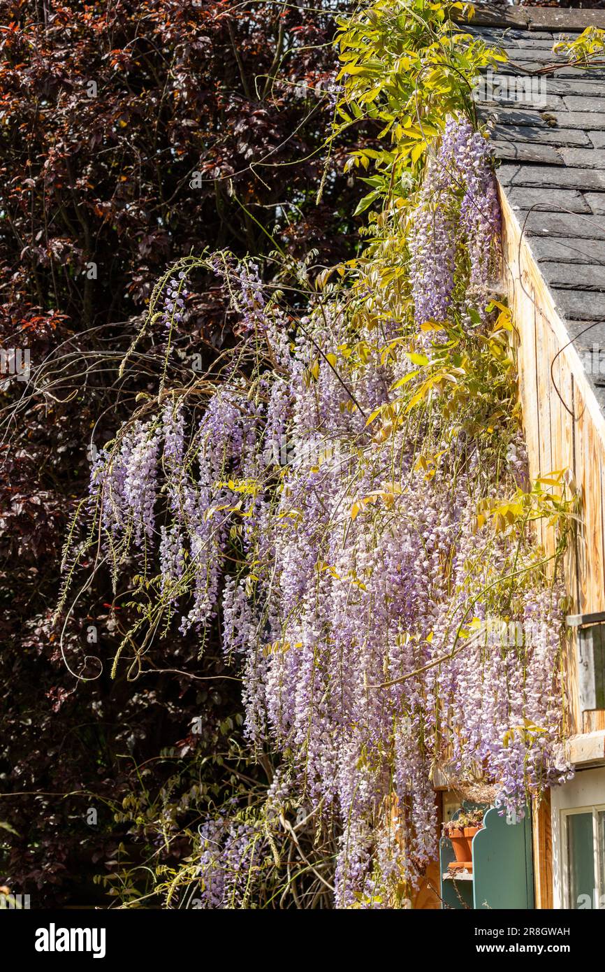 Nahaufnahme von lila Glyzinien Blüten im Garten Stockfoto