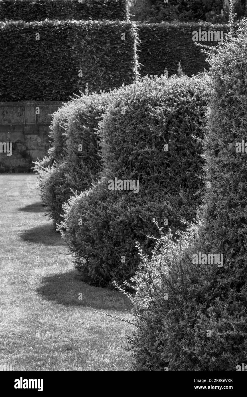 Runde Büsche in Gartenschwarz und Weiß Stockfoto