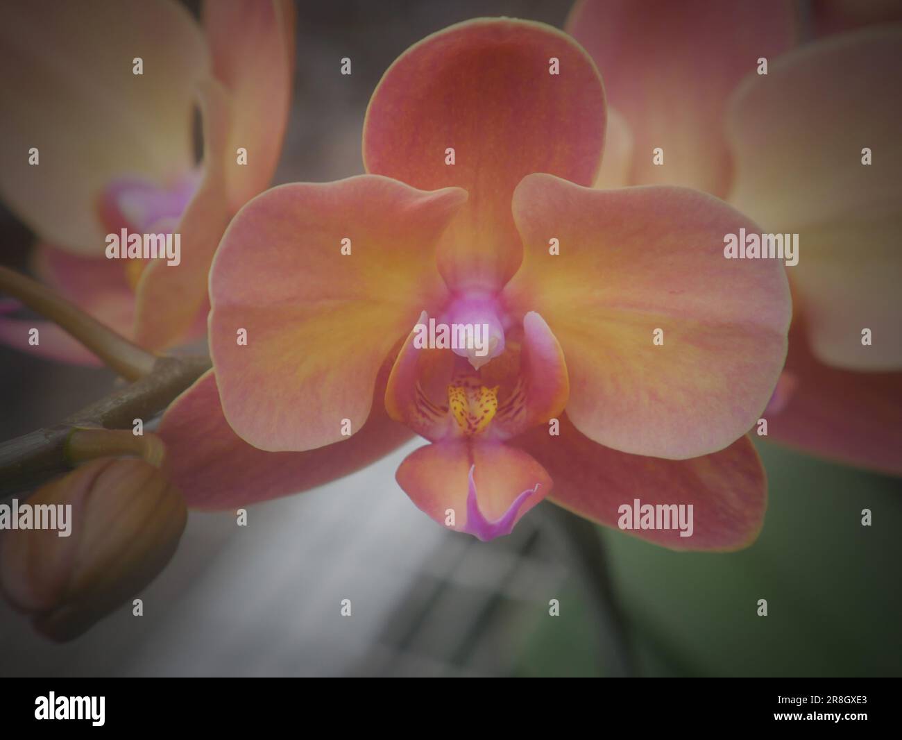 Orange Orchidee Stockfoto