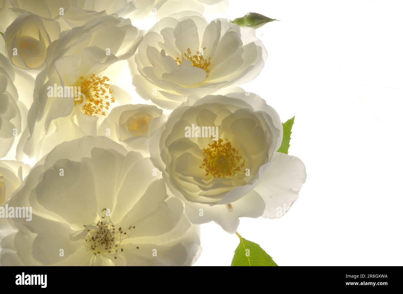 Nahaufnahme frischer wilder weißer Rosen auf weißem Hintergrund Stockfoto