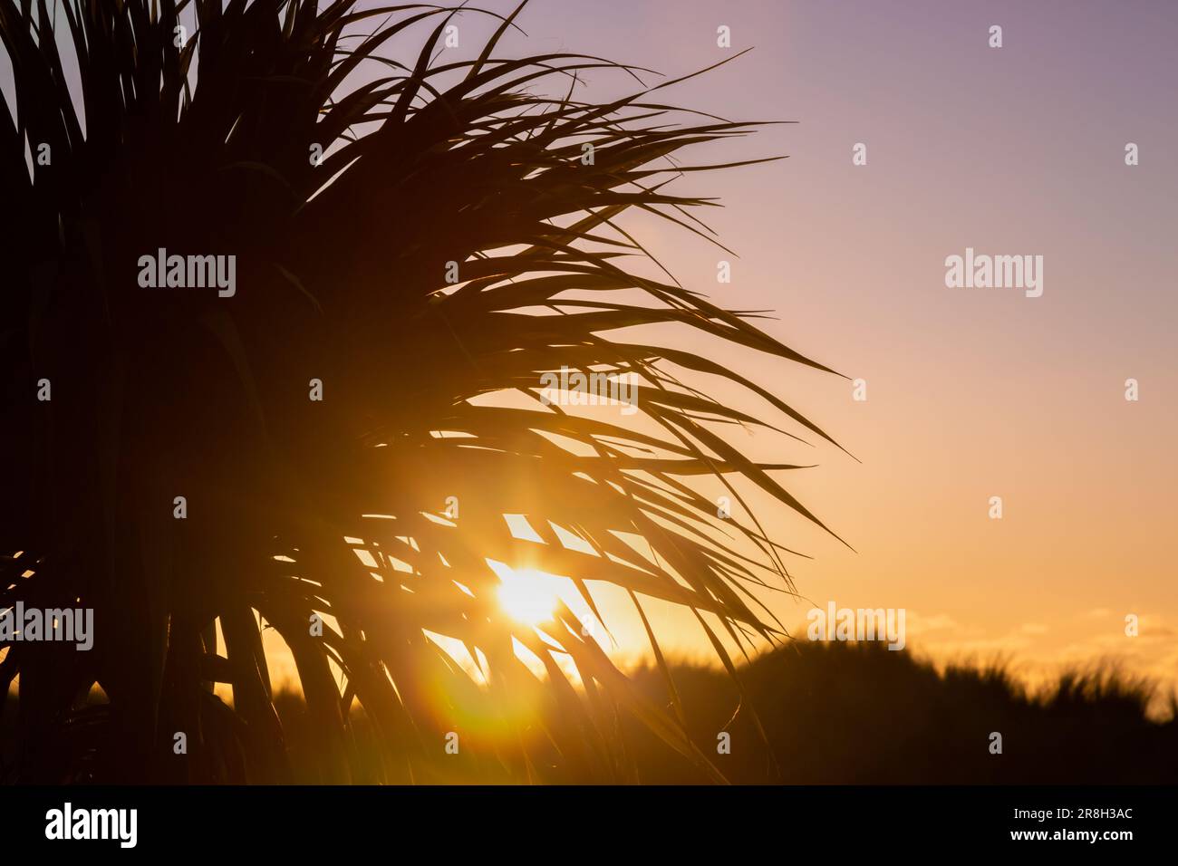 Exotische Palmen vor dem Sonnenuntergang Stockfoto
