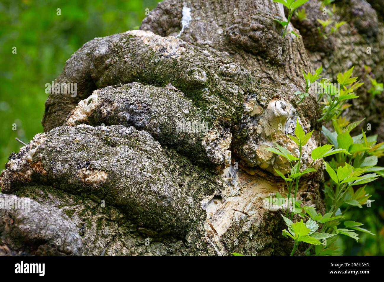 Bild eines schmerzhaften Wachstums an einem Baum im Wald Stockfoto