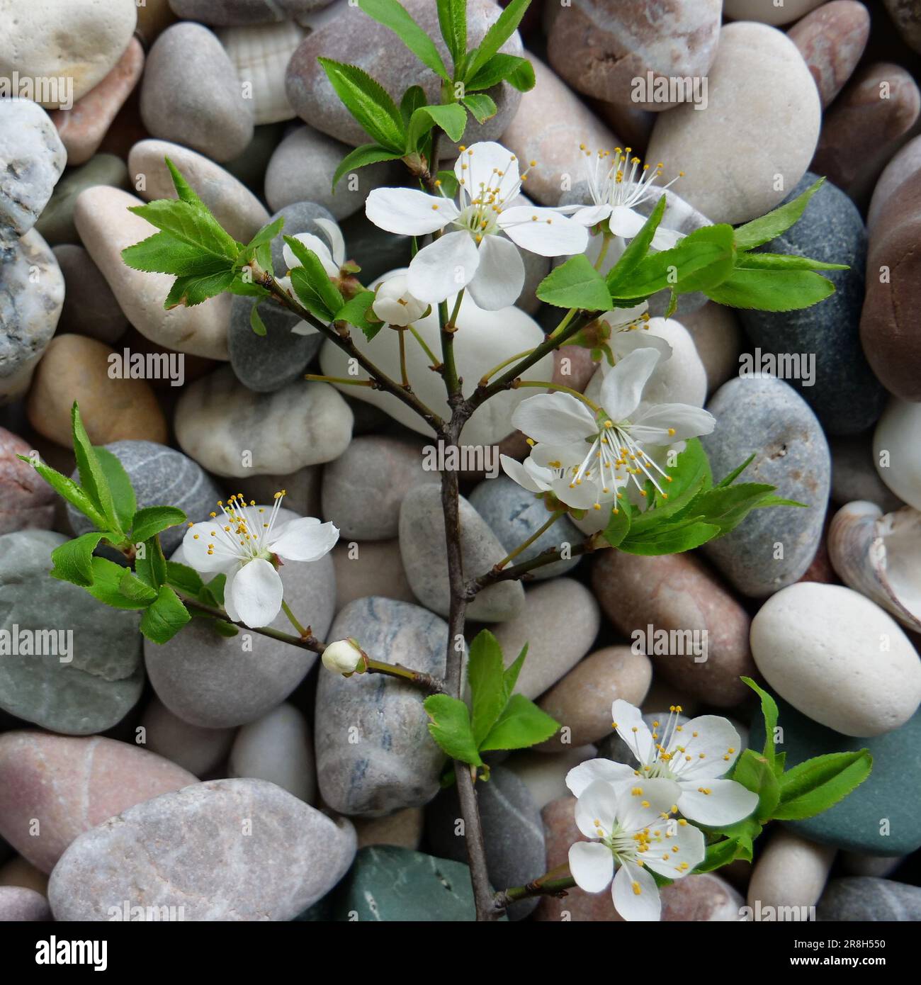 Baumzweig mit ersten Blättern und kleinen Blumen auf Einem runden Steinquadrat-Foto Stockfoto
