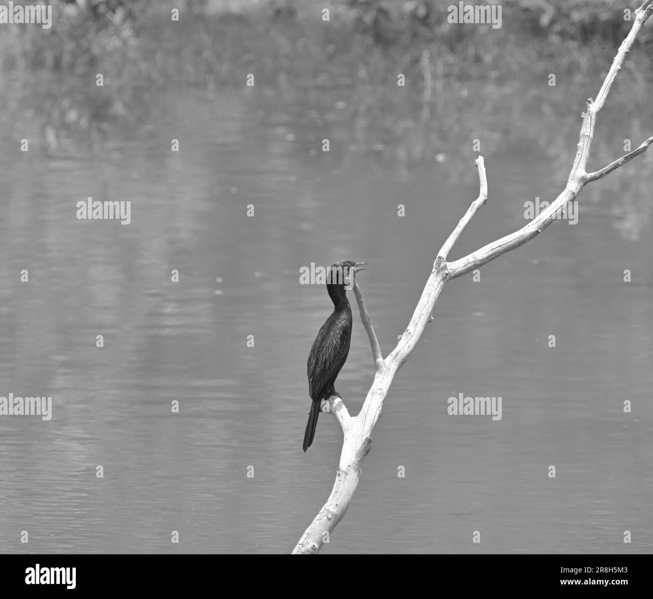 Bandhavgarh-Nationalpark | Vogel auf Baumzweig Stockfoto