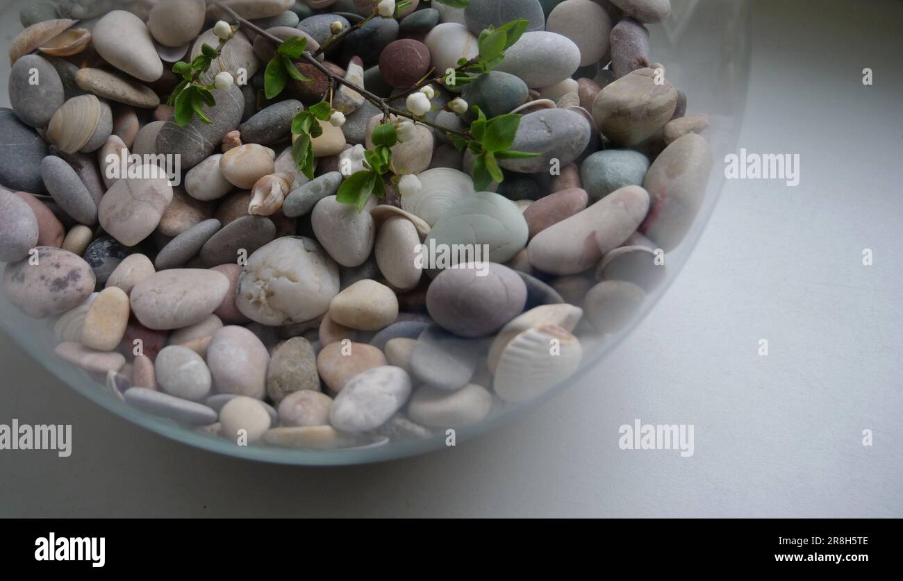 Ein dünner Zweig mit ungeöffneten Knospen liegt auf Steinen in einer Glaskugel als metaphorisches Konzept der Naturrettung Stockfoto