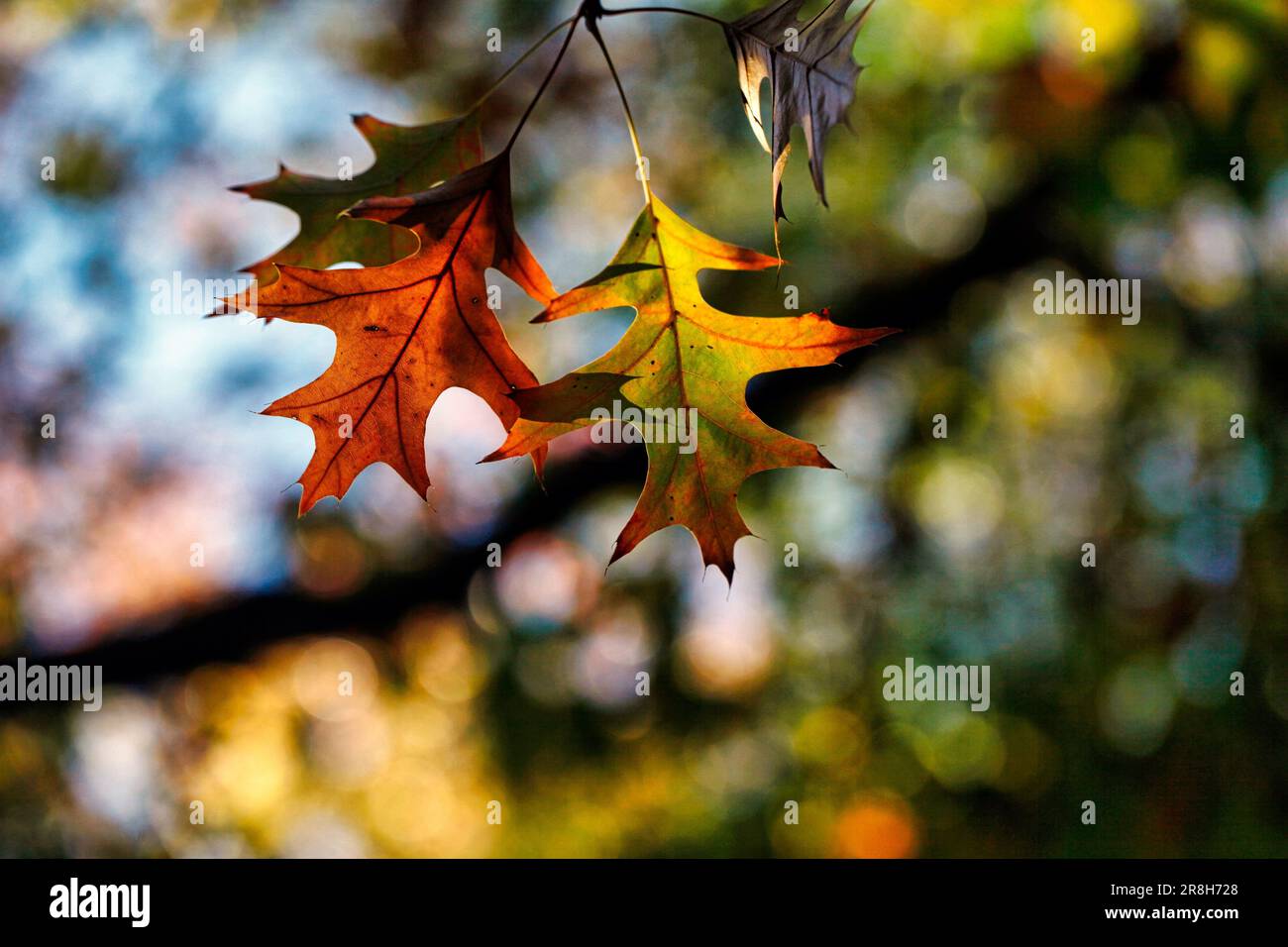 Buntes Herbstlaub schmückt die Äste eines Baumes in einer unberührten natürlichen Landschaft Stockfoto