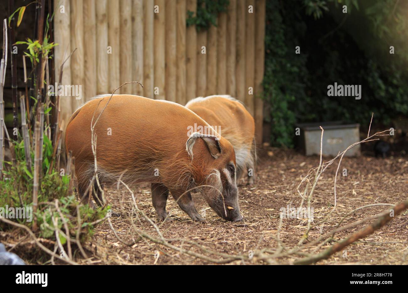 Rotes Flusshund (Potamochoerus porcus) Futtersuche auf trockenem Gras Stockfoto