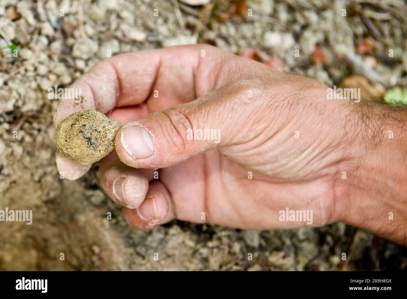 Trüffel. Roddi. Piemont. Italien Stockfoto