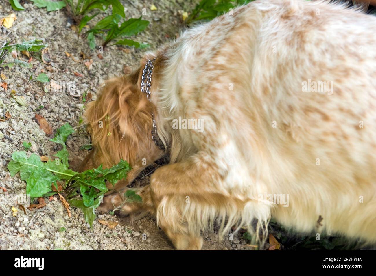 Universität der Trüffelhunde. Roddi. Piemont. Italien Stockfoto