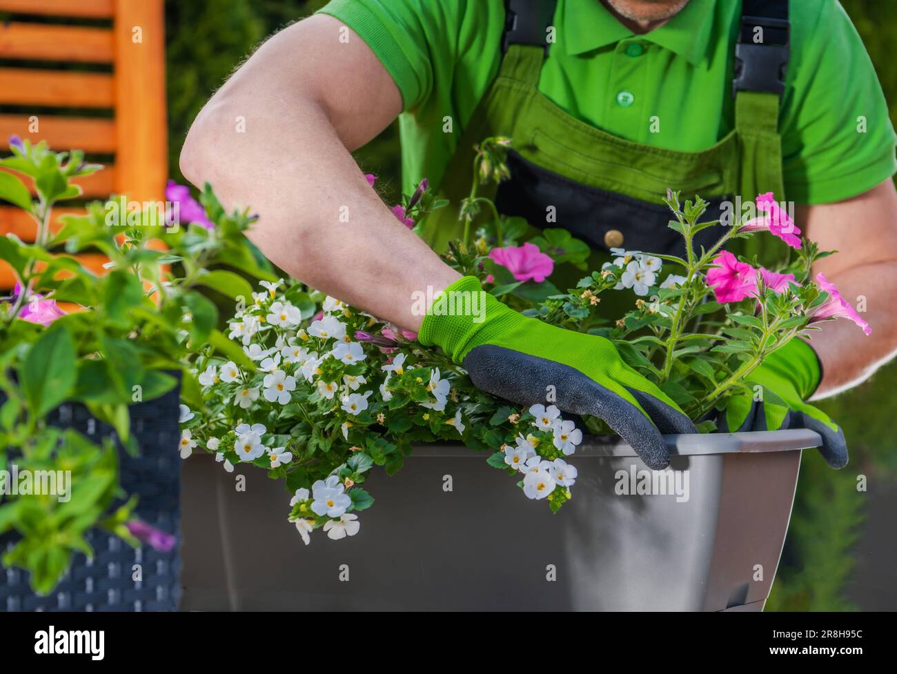 Professioneller Gärtner Pflanzt Sorgfältig Zierblumen In Pflanztöpfe. Garten- und Landschaftsgestaltung. Stockfoto