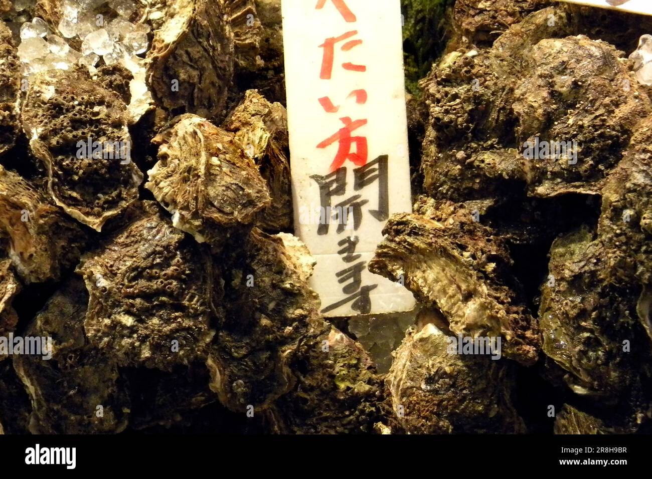 Auster. Kanazawa. Japan Stockfoto