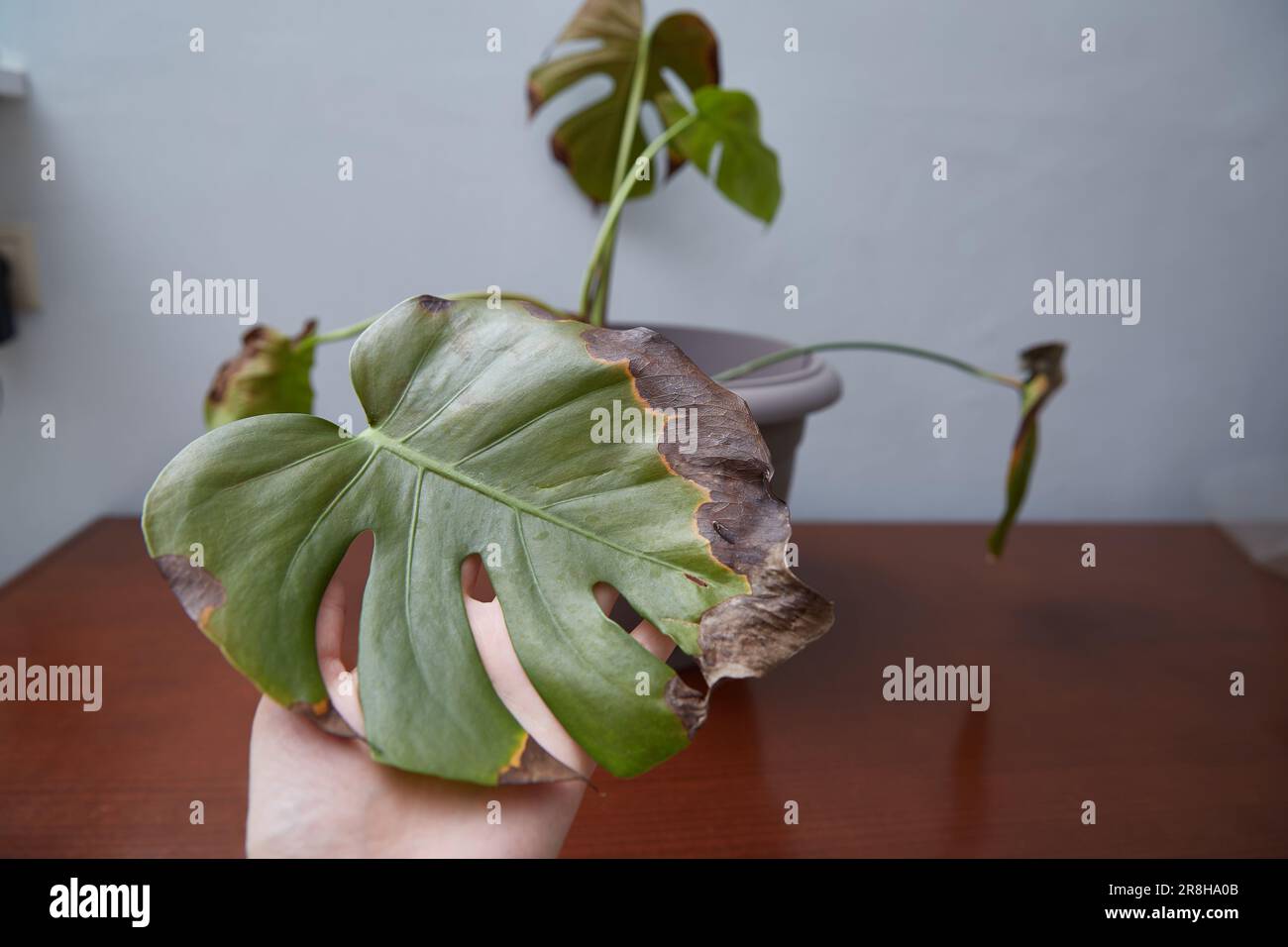 Monstera krankheiten -Fotos und -Bildmaterial in hoher Auflsung  Alamy