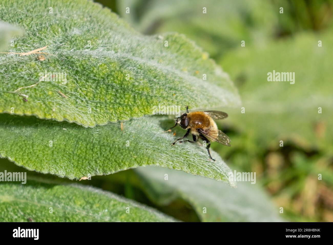 Eine männliche Zimmermannsbiene, die sich von den weichen Blättern einer Lammohrpflanze ernährt. (Stachys Byzantina) Stockfoto