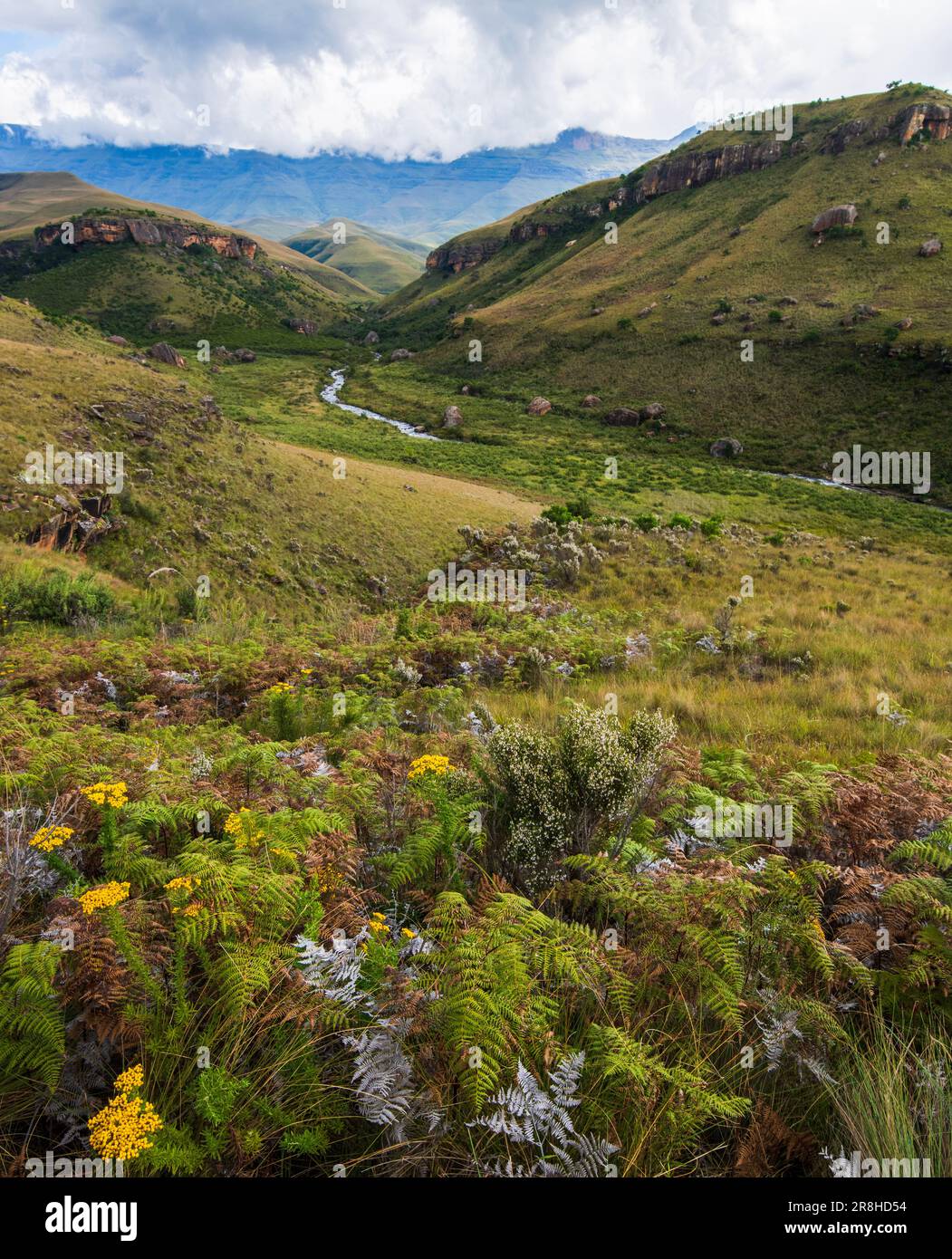 Bushman's River, Giant's Castle Nature Reserve, KwaZulu Natal. Stockfoto