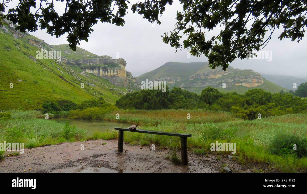 Der kleine Caledon River unter dem Pilzfelsen. Eine Besucherbank unter einer prächtigen alten Eiche neben dem Little Caledon River, Golden Gate Highlands NP. Stockfoto