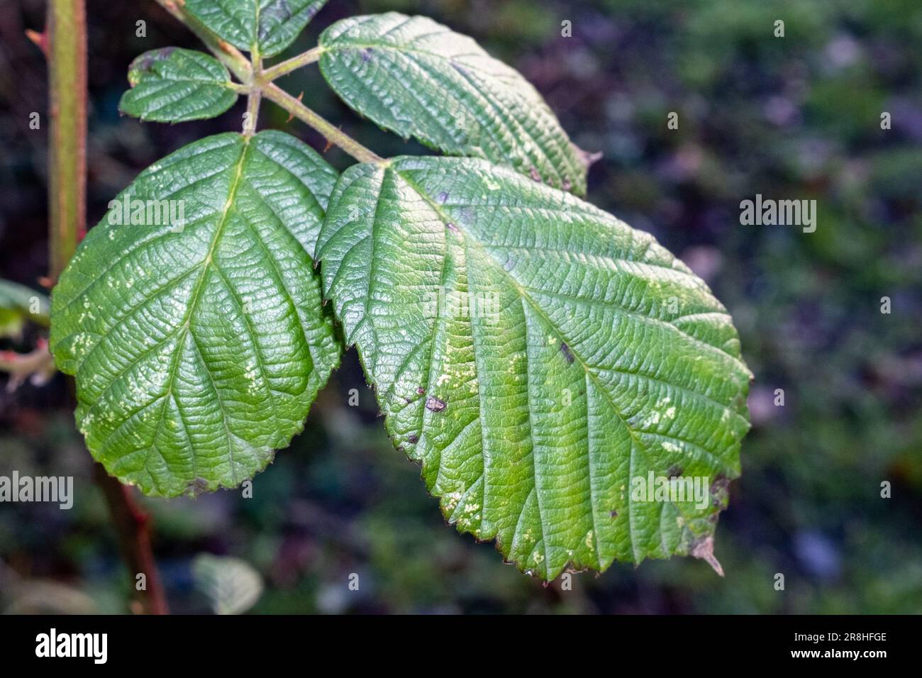 Eine lebhafte grüne Pflanze mit Tautropfen, die auf ihren üppigen Blättern vor einem natürlichen Hintergrund glitzern Stockfoto