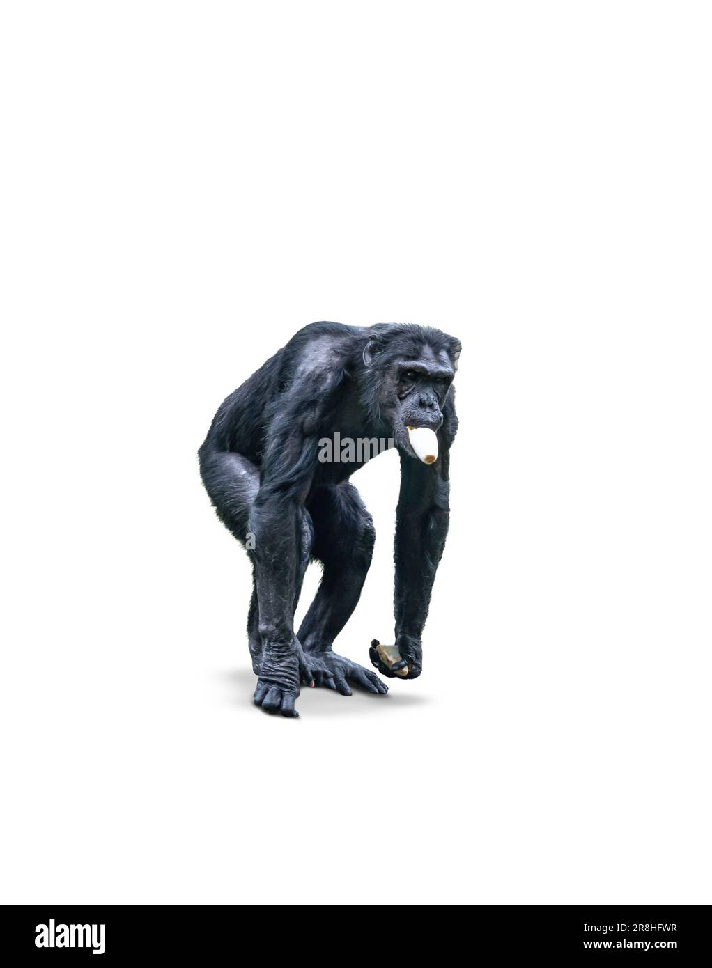 Schimpansen-Affe isst Gemüse, isoliert auf weißem Hintergrund. Stockfoto