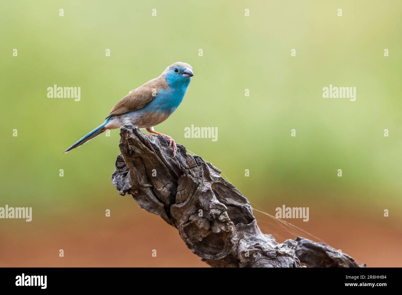 Blue-breasted Cordonbleu im Krüger Nationalpark, Südafrika; Specie Uraeginthus angolensis Familie Estrildidae Stockfoto