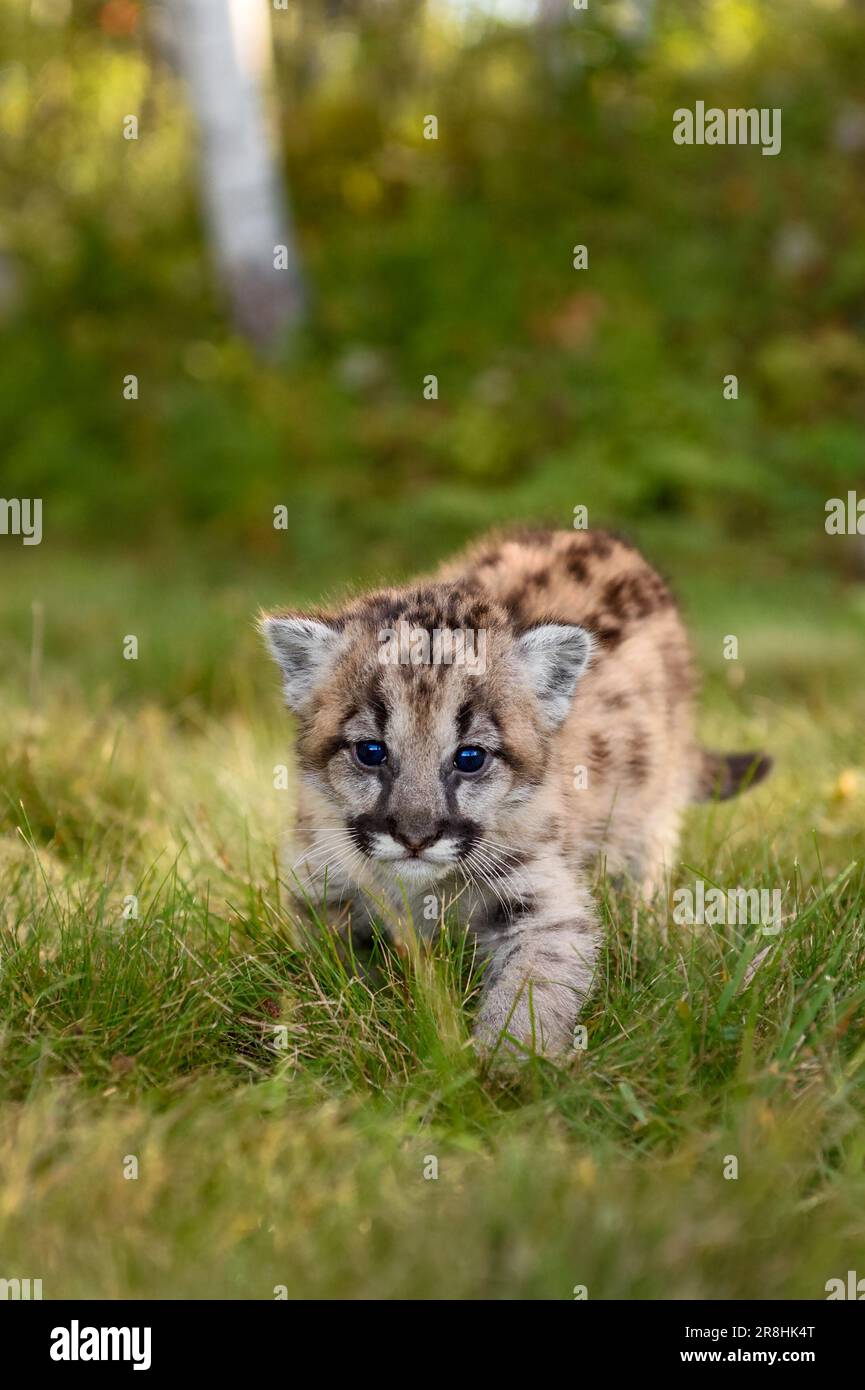Cougar Kitten (Puma concolor) geht vorwärts und starrt aus dem Herbst - ein in Gefangenschaft gehaltenes Tier Stockfoto