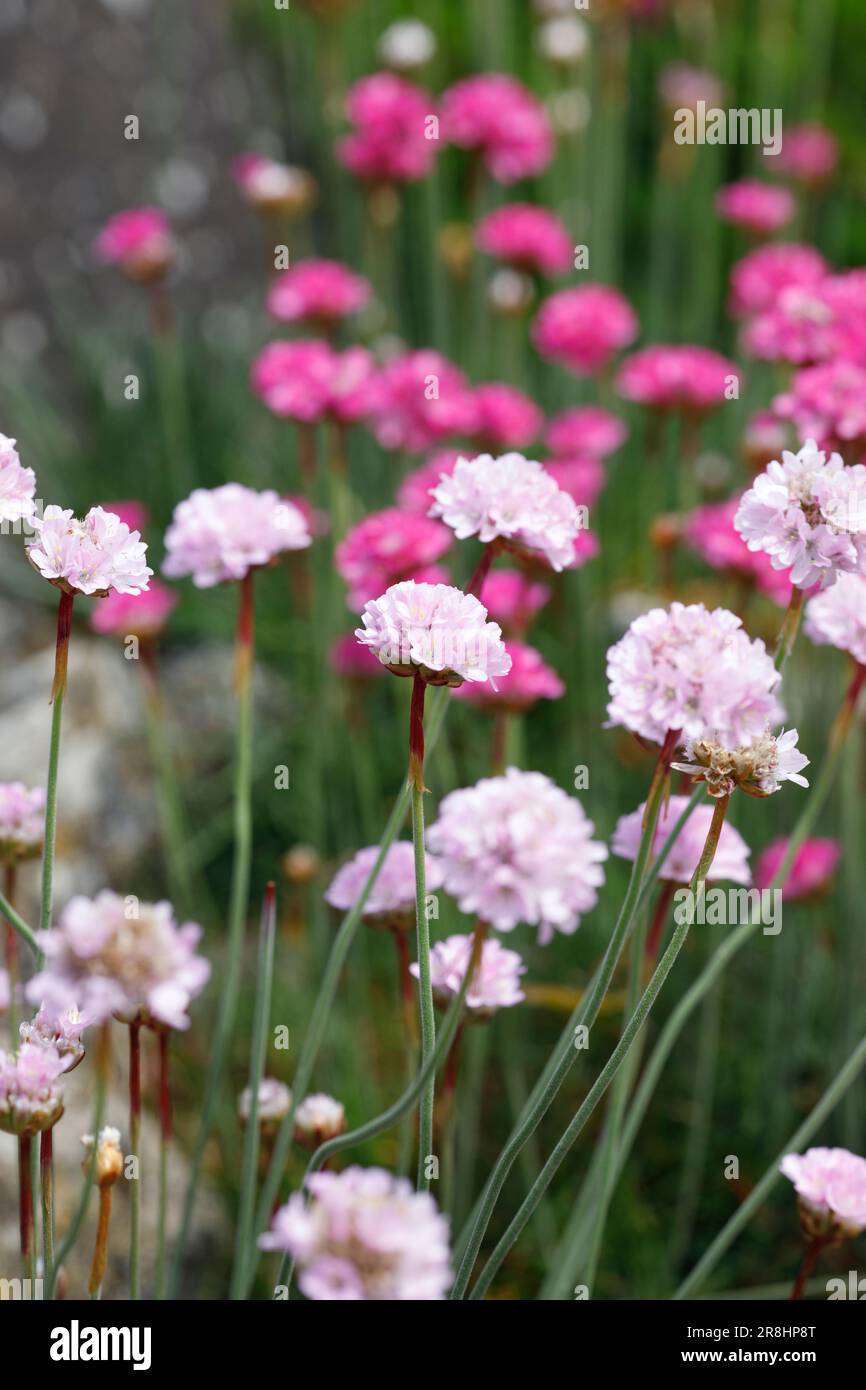 Armeria maritima "Dusseldorfer Stolz" in Blume. Stockfoto