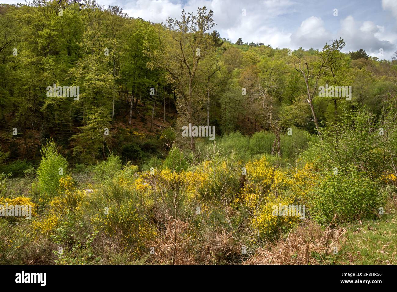 Eine Waldlandschaft von Creuse, Frankreich im Frühling. Stockfoto