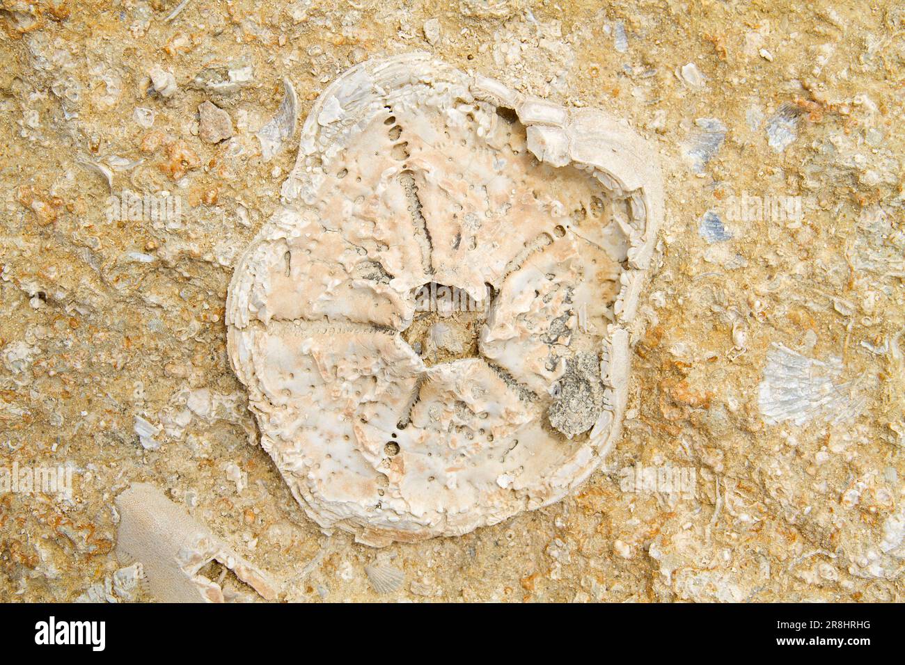 Fossil eines flachen Seeigels in Kalkstein Stockfoto