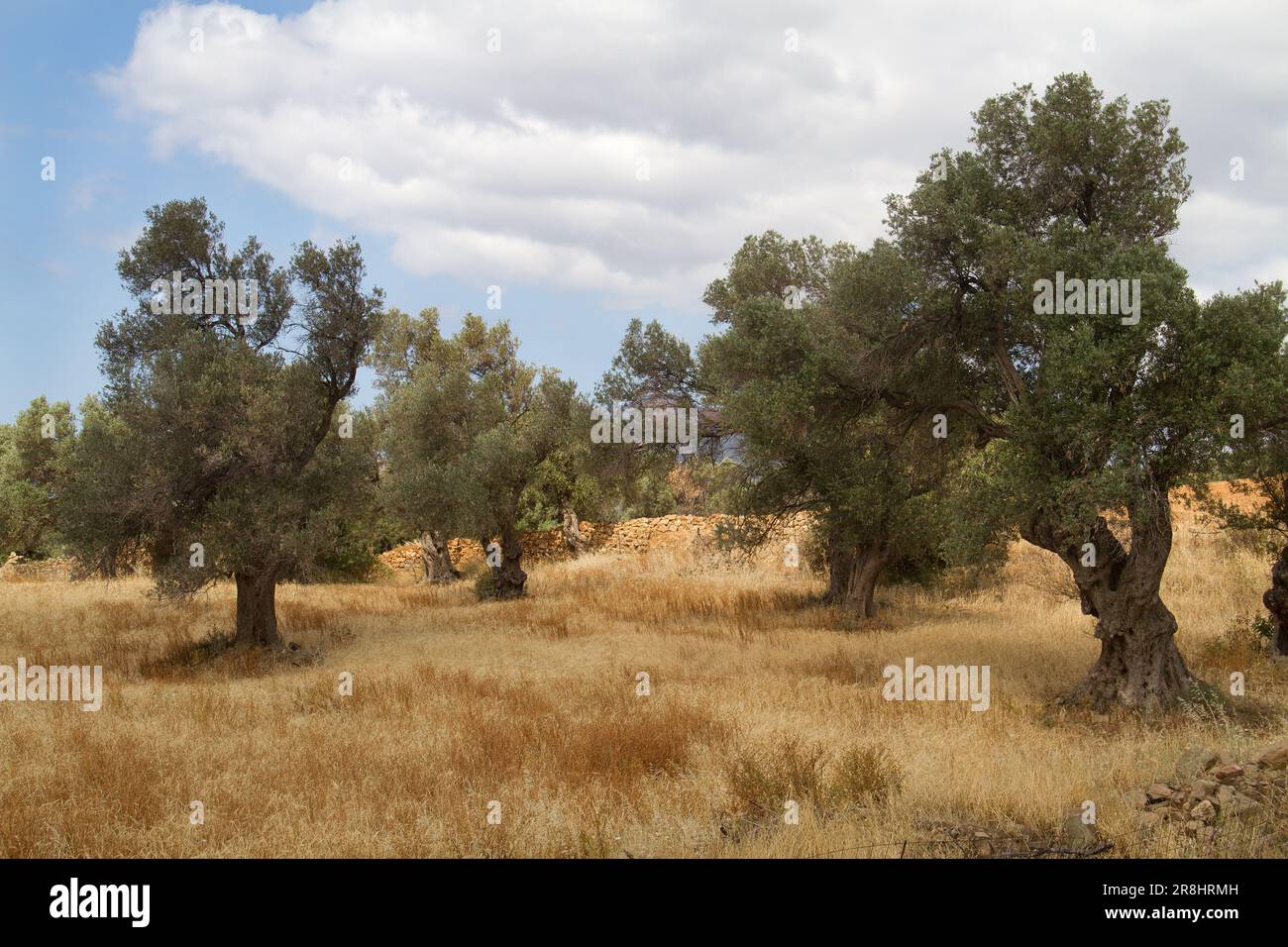 Olivenhain auf Kreta, Griechenland, mit Unterholz aus trockenem, braunem Gras unter blauem Himmel mit Wolken Stockfoto