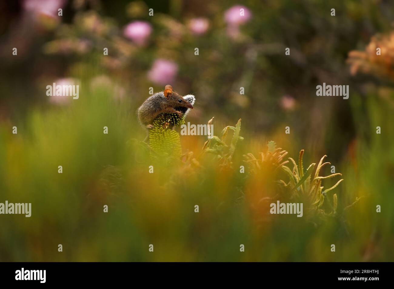 Honig Possum oder Noolbenger Tarsipes rostratus winzige marsupiale Nahrung auf Nektar und Pollen gelber Blüte, wichtiger Bestäuber für Banksia attenuat Stockfoto