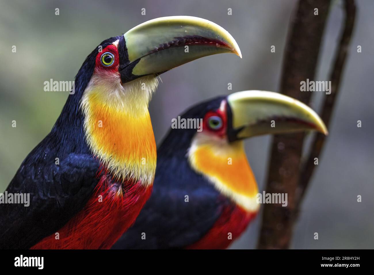 Grüner Schnabeltukan (Ramphastos dicolorus), Atlantischer Wald, Brasilien, Südamerika Stockfoto