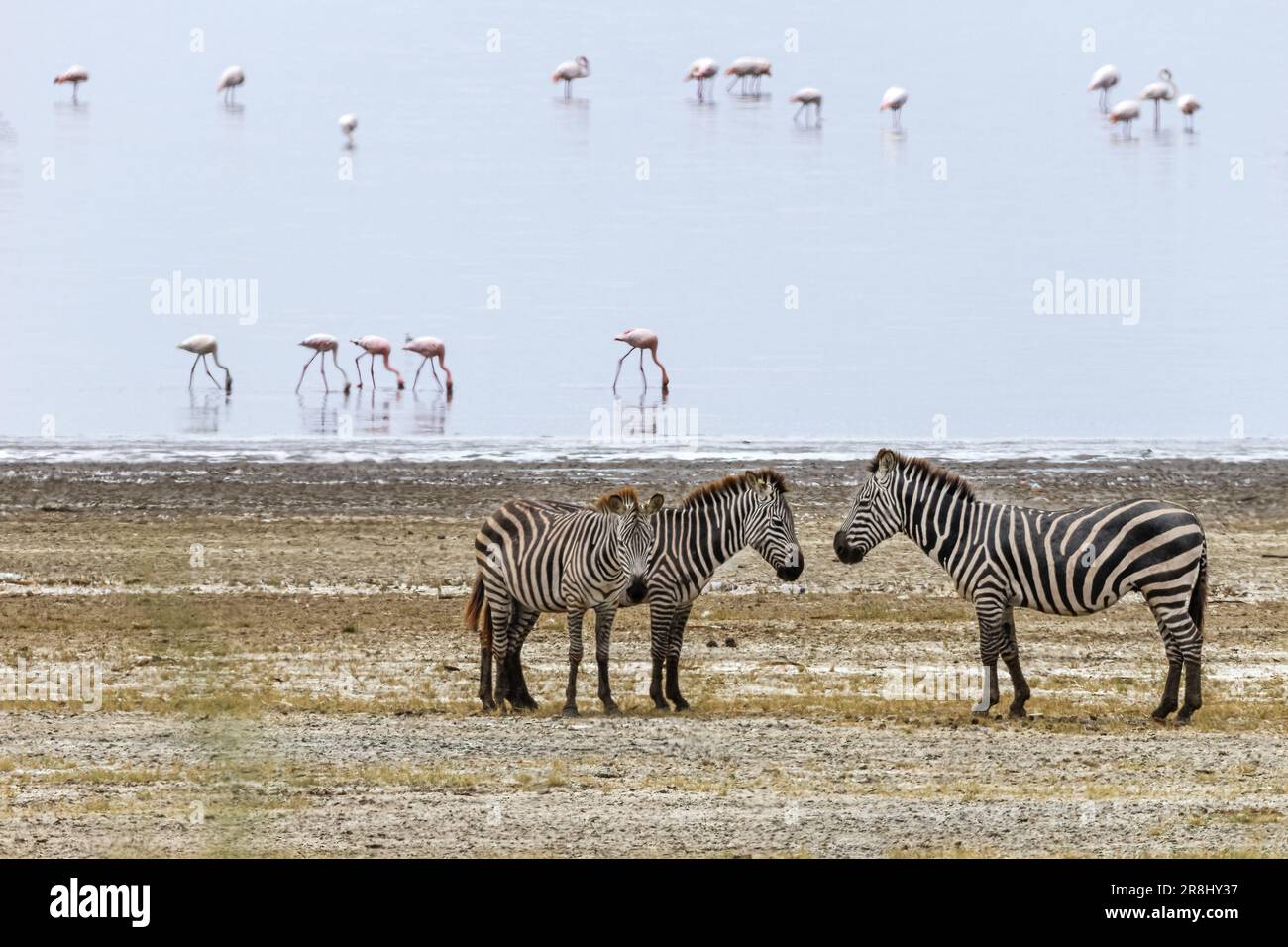 Zebras (Equus quagga), Lake Manyara, Tansania, Afrika Stockfoto