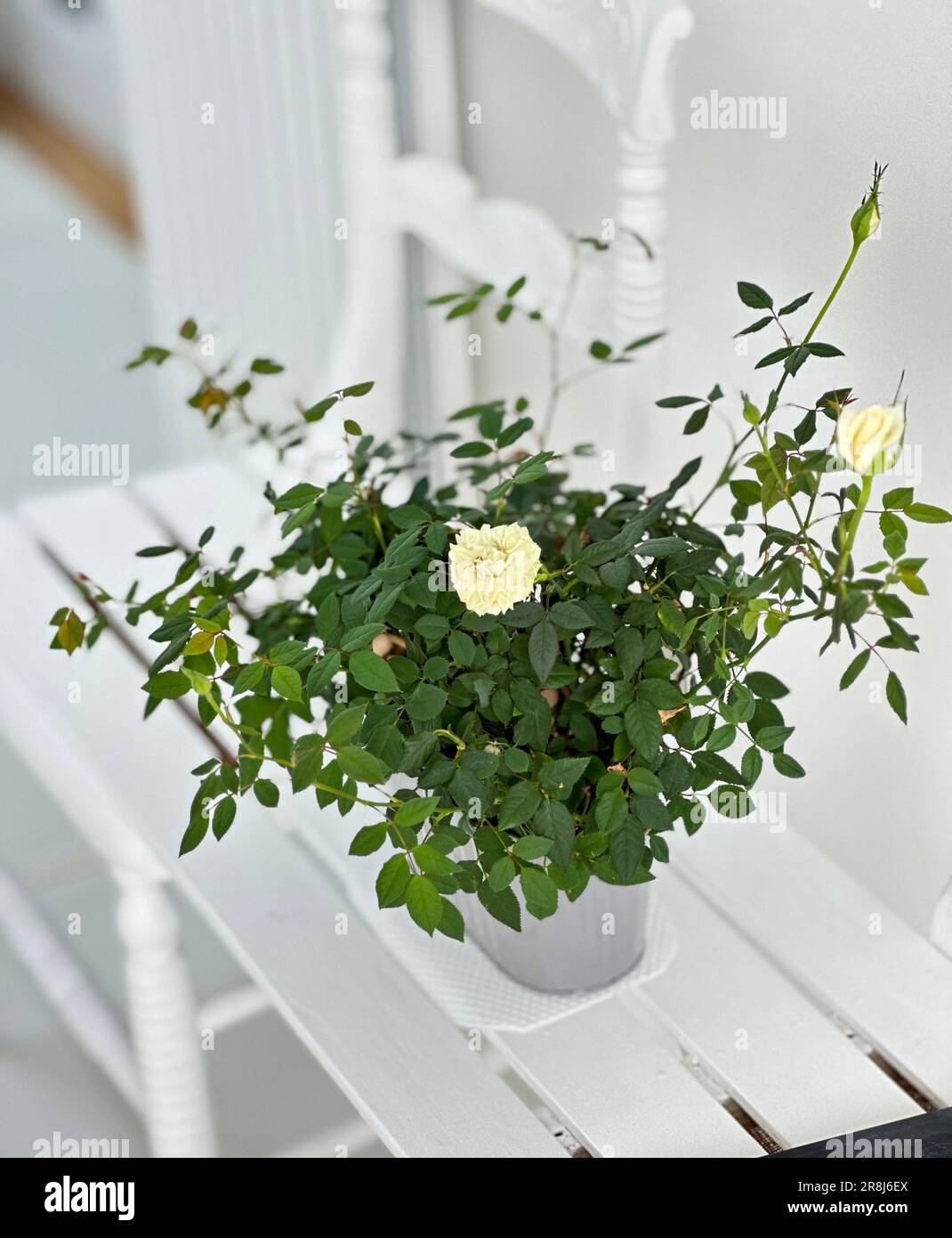 Miniaturrosenbusch in Blüte auf einer weißen Sitzbank in einer modernen weißen Küche. Stockfoto