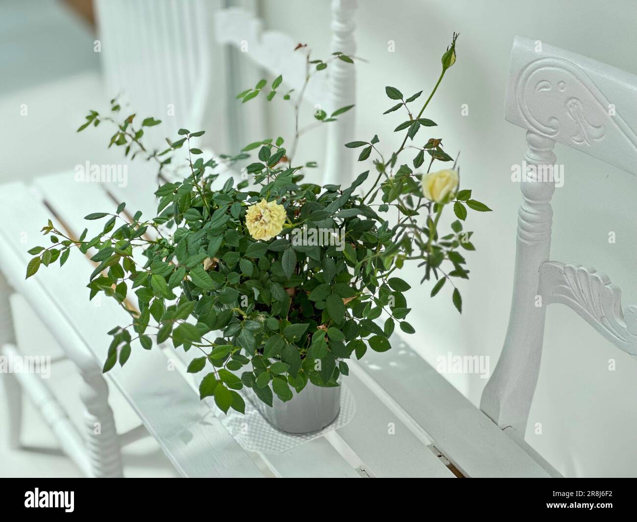 Miniaturrosenbusch in Blüte auf einer weißen Sitzbank in einer modernen weißen Küche. Stockfoto