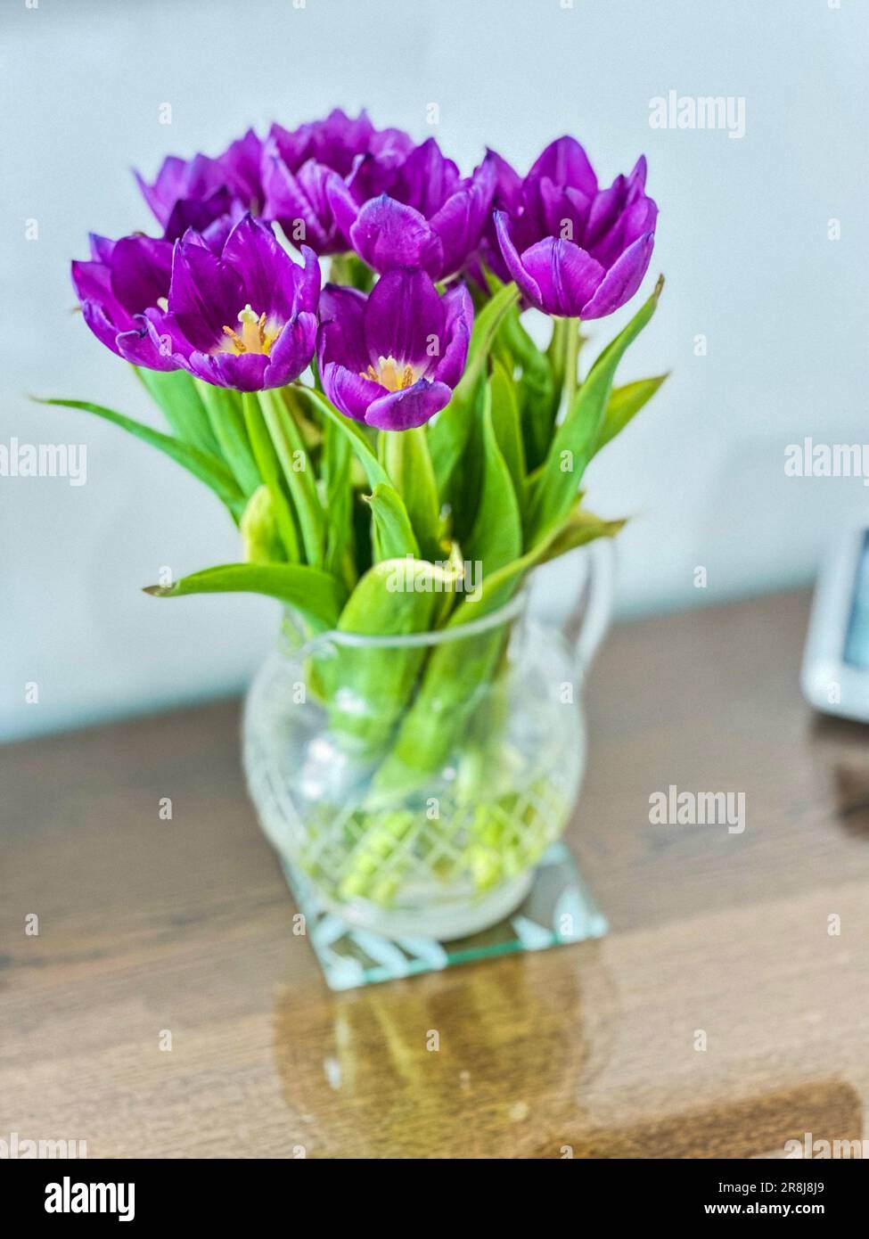 Didiers Tulpen auf einem Glastisch Stockfoto