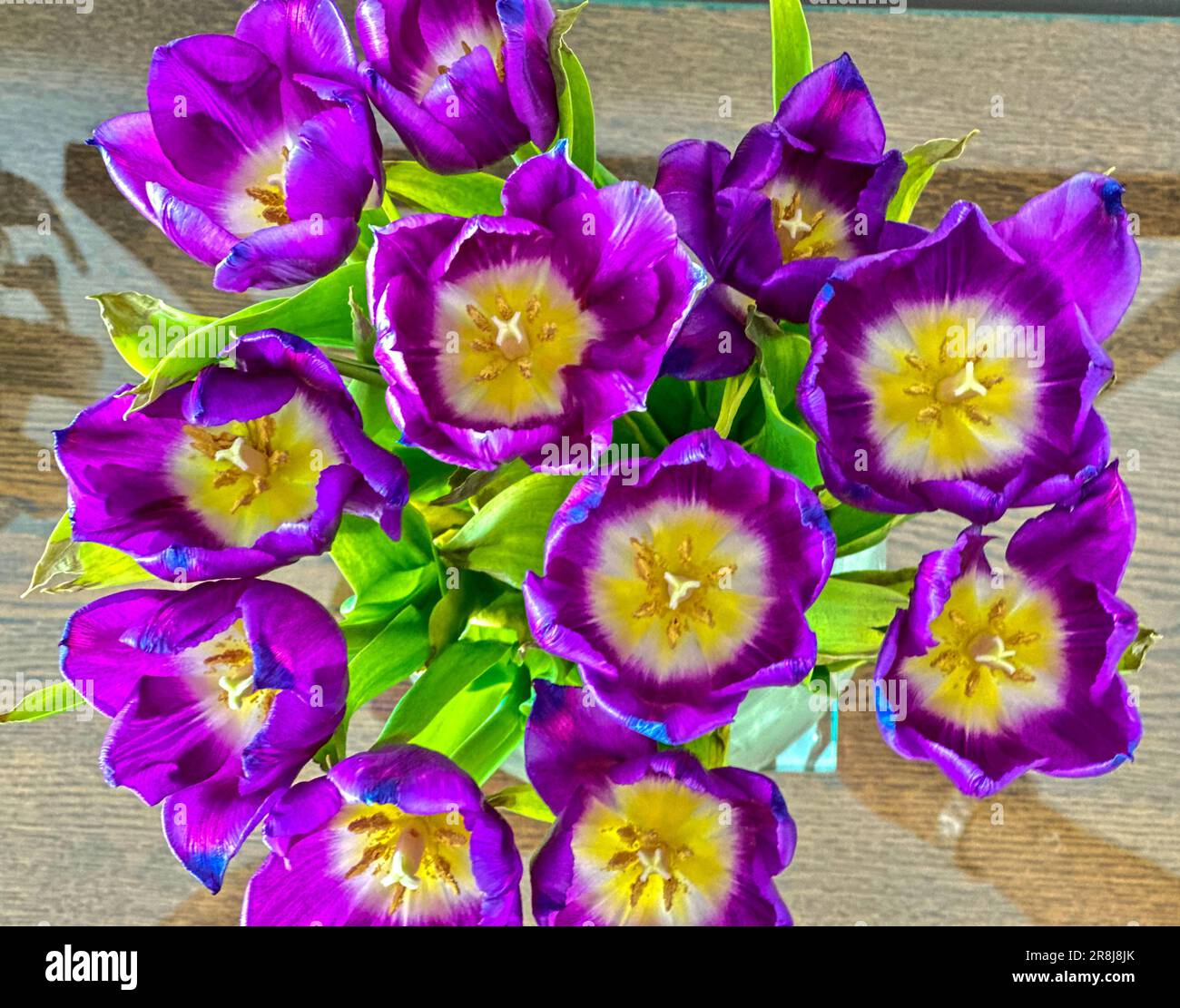 Didiers Tulpen auf einem Glastisch Stockfoto