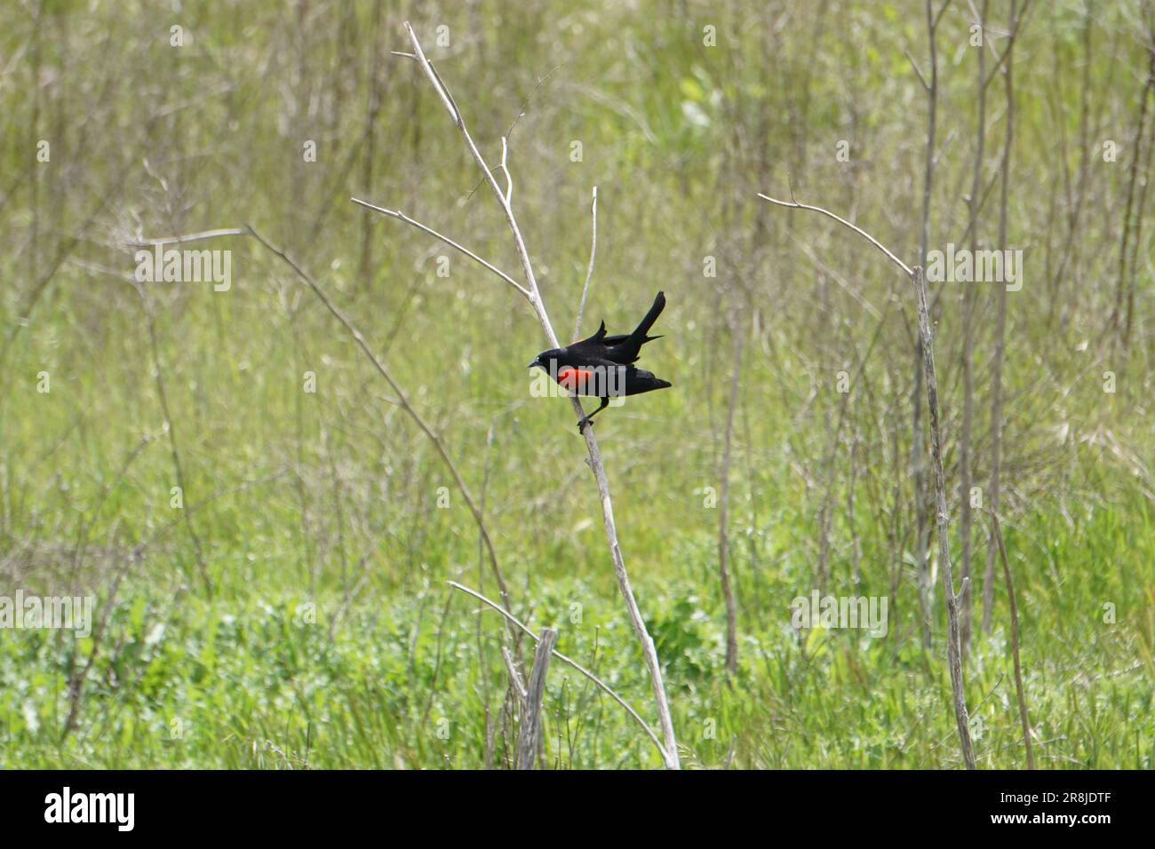 Schwarzer Vogel mit rotem Fleck auf seinem Flügel, ruht auf Ästen in einem Grasfeld Stockfoto