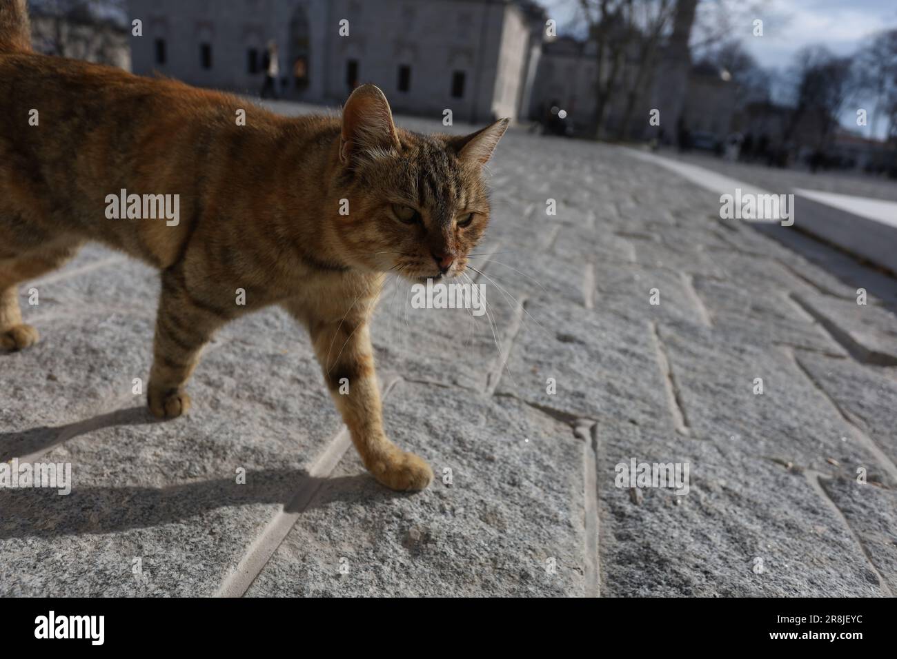 Mürrische, verirrte Katze, die an einem sonnigen Tag auf einem öffentlichen Platz weggeht Stockfoto