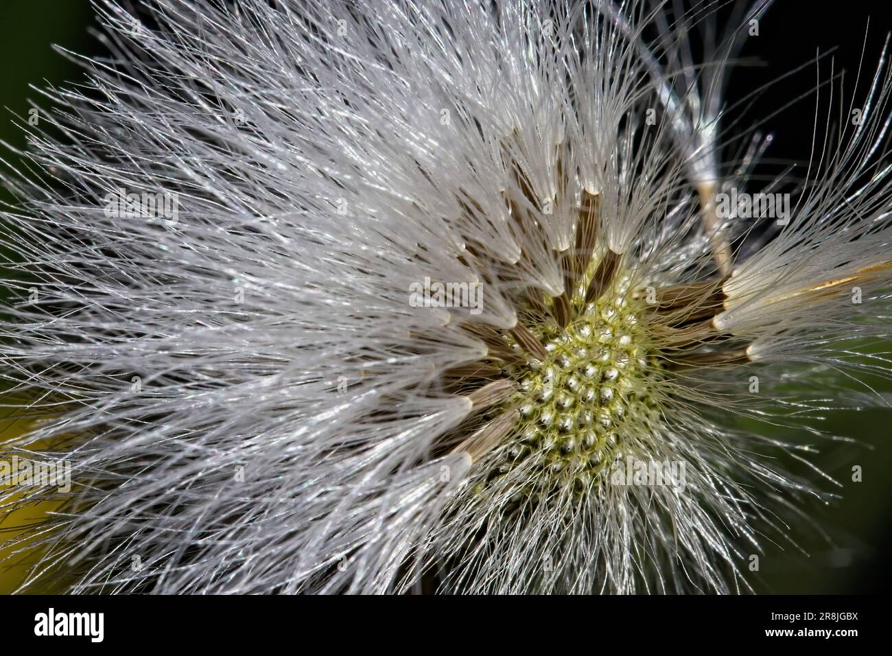 Makro von Dandelion Seeds: Detailliertes Makrofoto eines Löwenzahn-Fallschirms, bei dem die Samen, die mit der nächsten steifen Brise zum Start bereit sind, freigelegt werden. Stockfoto